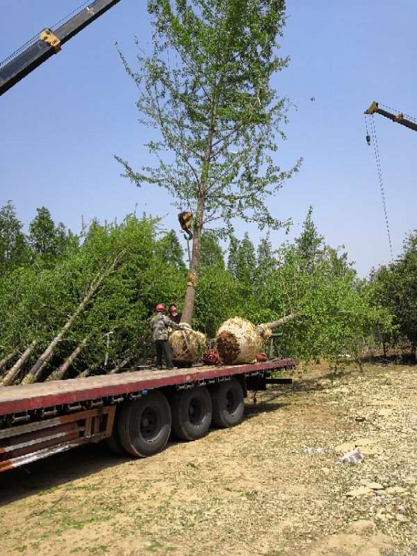 22公分银杏树发货到河南郑州(图1)