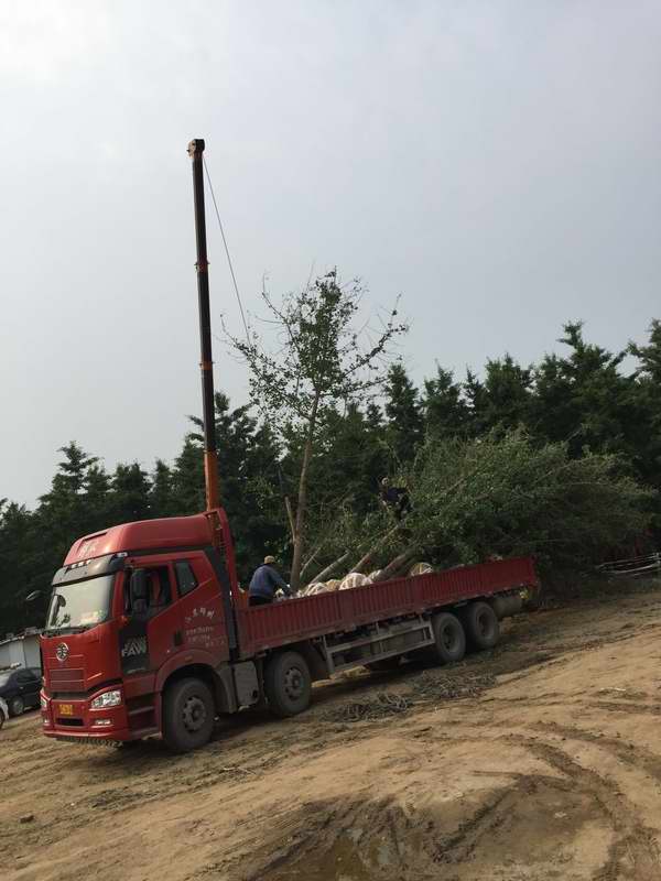  银杏树货发重庆市(图1)